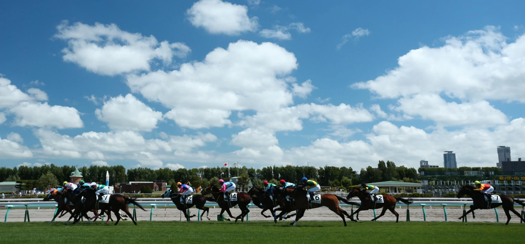 競馬場を走る競走馬
