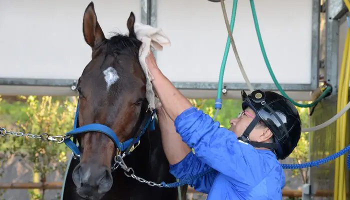 競走馬をケアする厩舎関係者